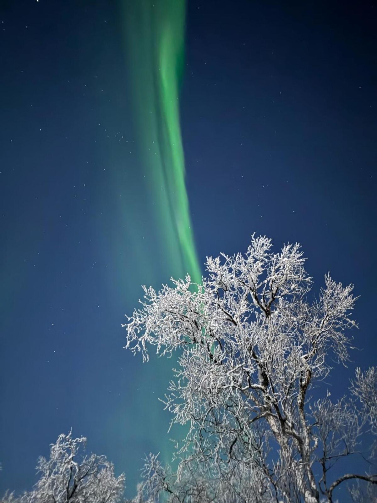Trivelig Hytte I Senja. Екстер'єр фото